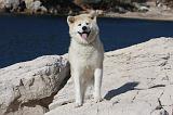 AKITA INU 311